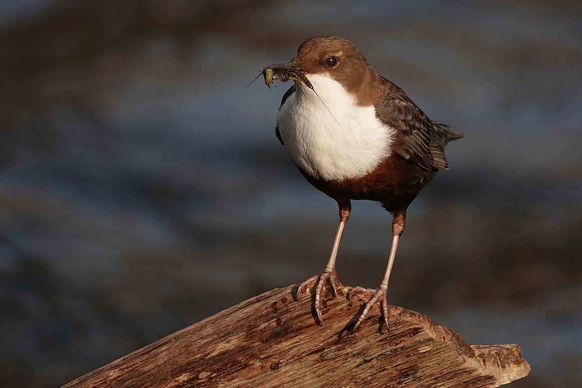 Wasseramsel