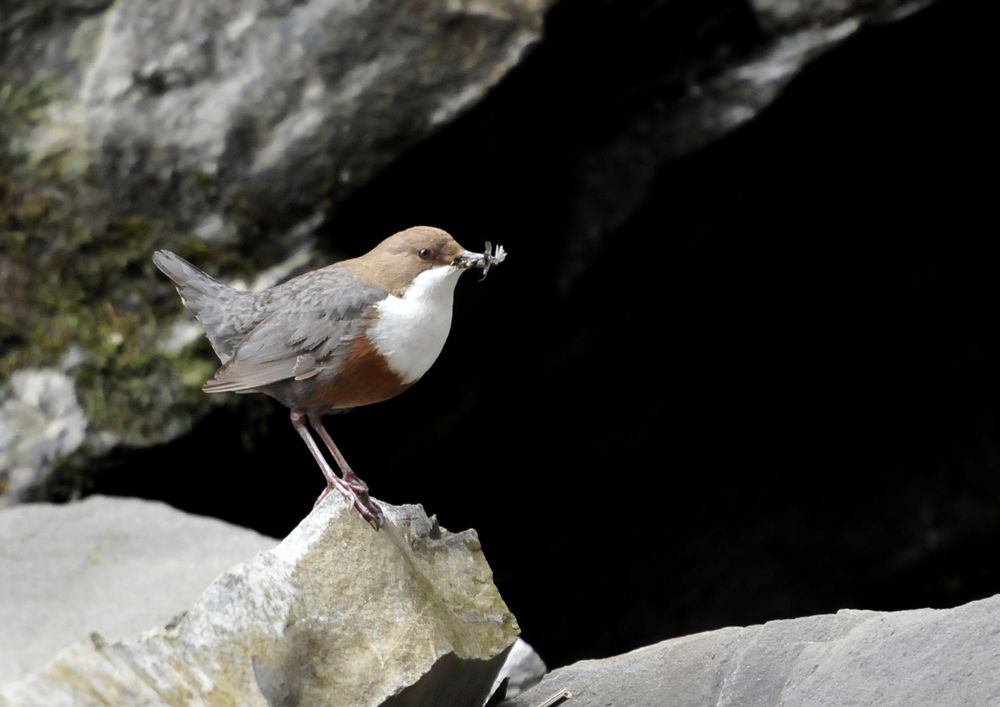 Wasseramsel