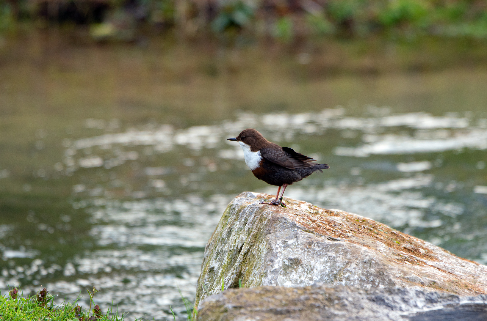 Wasseramsel