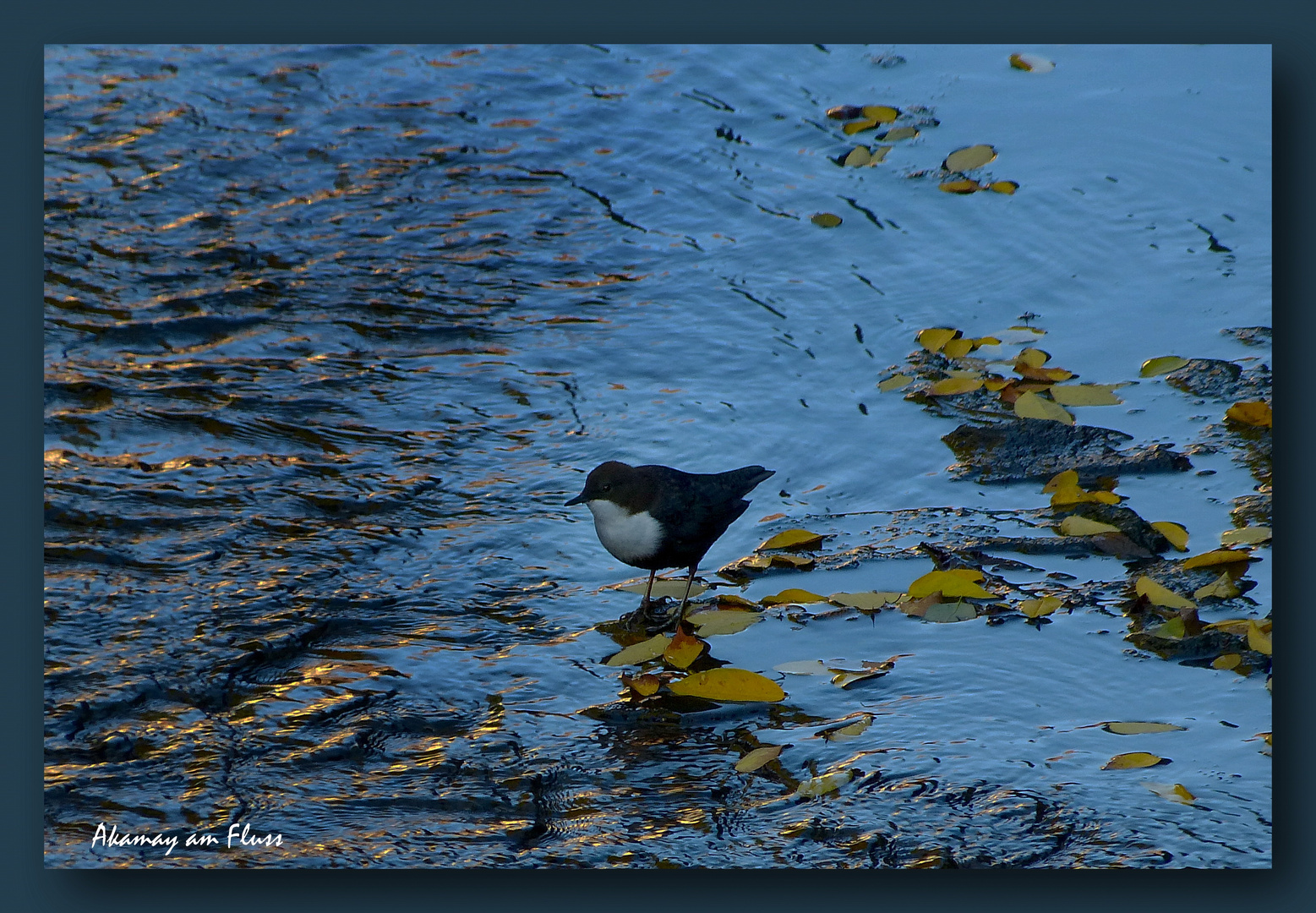 Wasseramsel