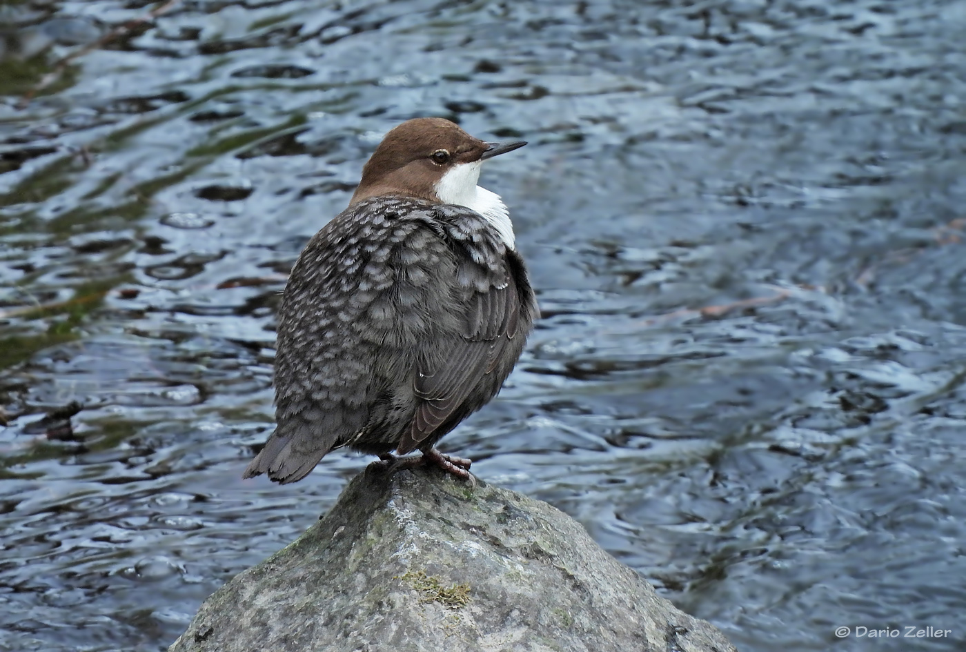 Wasseramsel