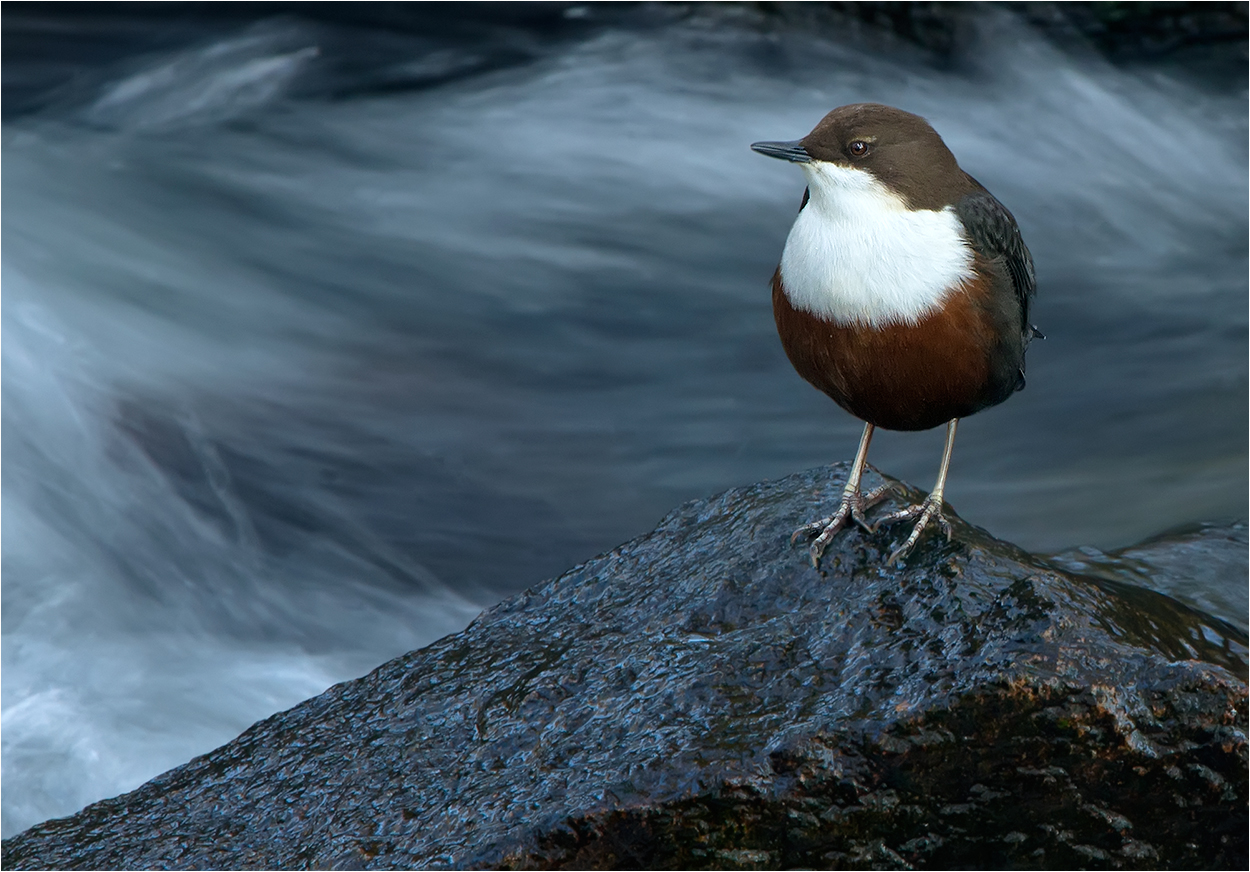 Wasseramsel