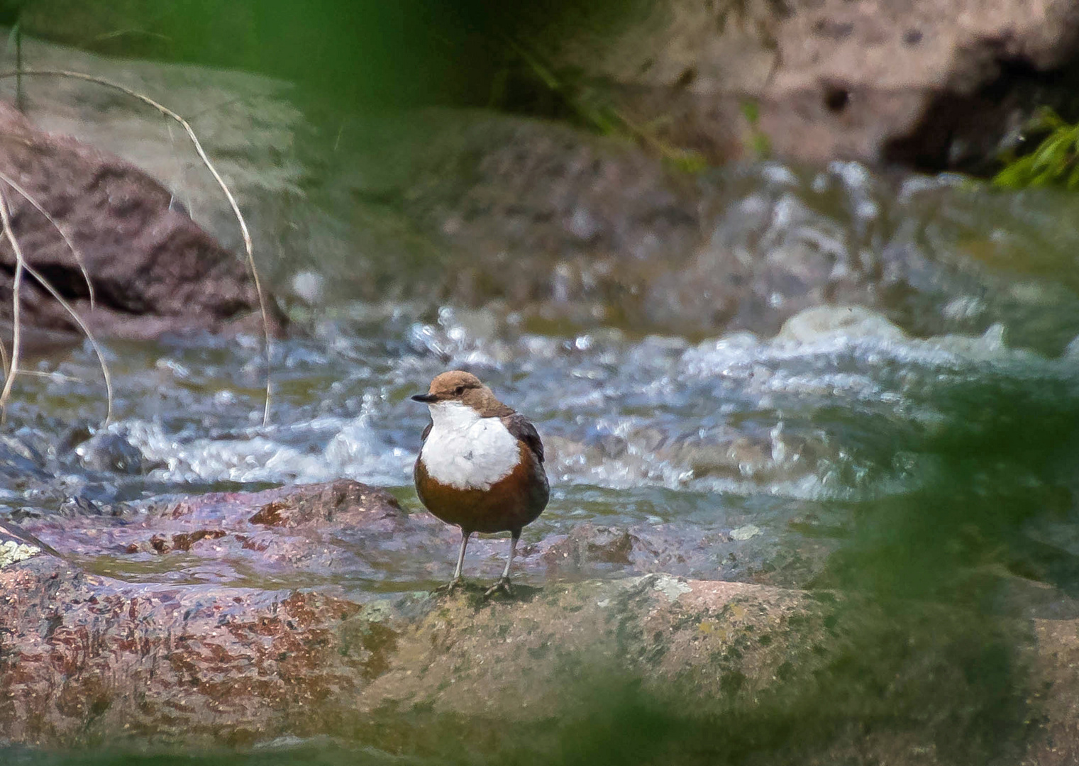 Wasseramsel