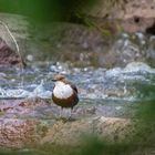 Wasseramsel