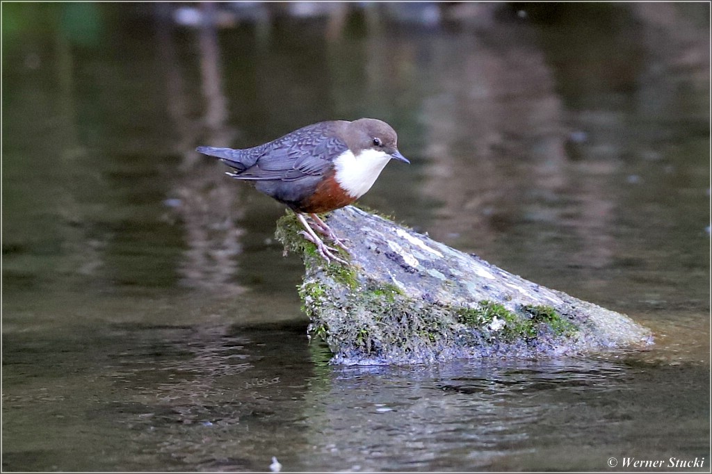 WASSERAMSEL