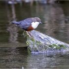 WASSERAMSEL