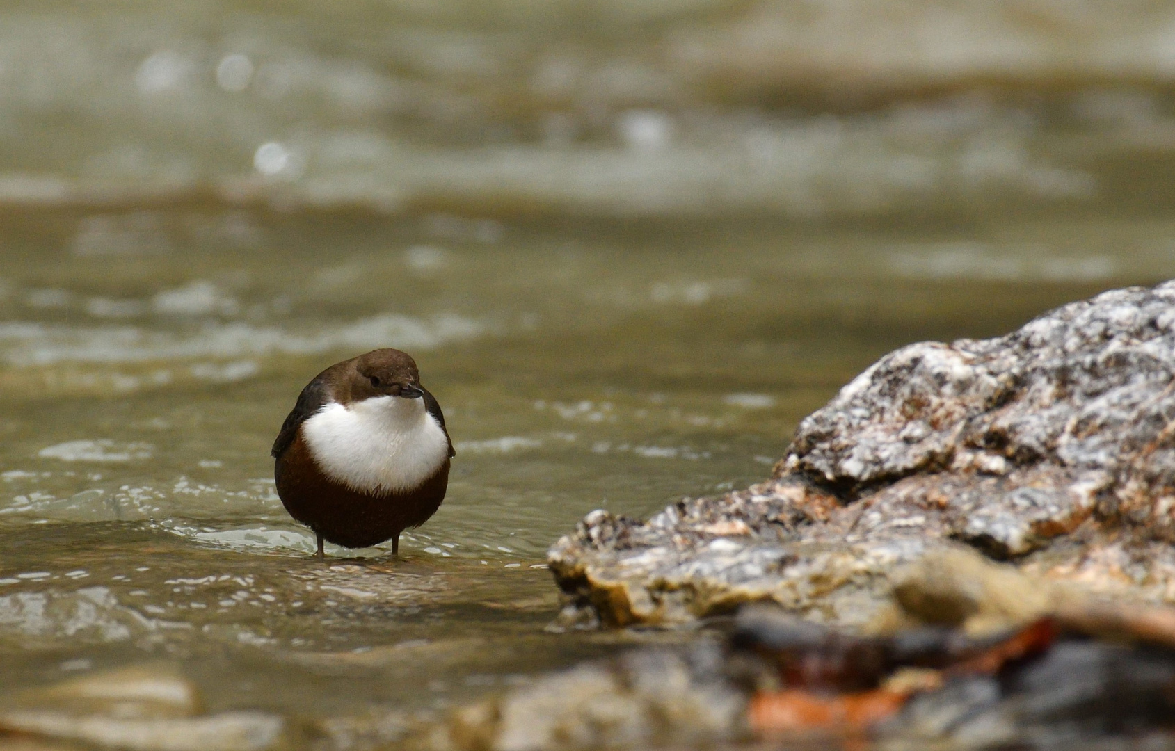 Wasseramsel