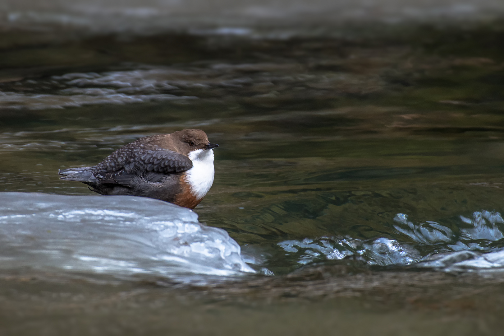  Wasseramsel