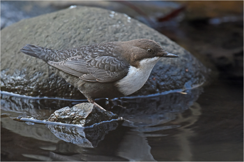 Wasseramsel