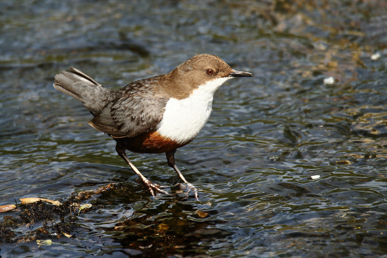 Wasseramsel