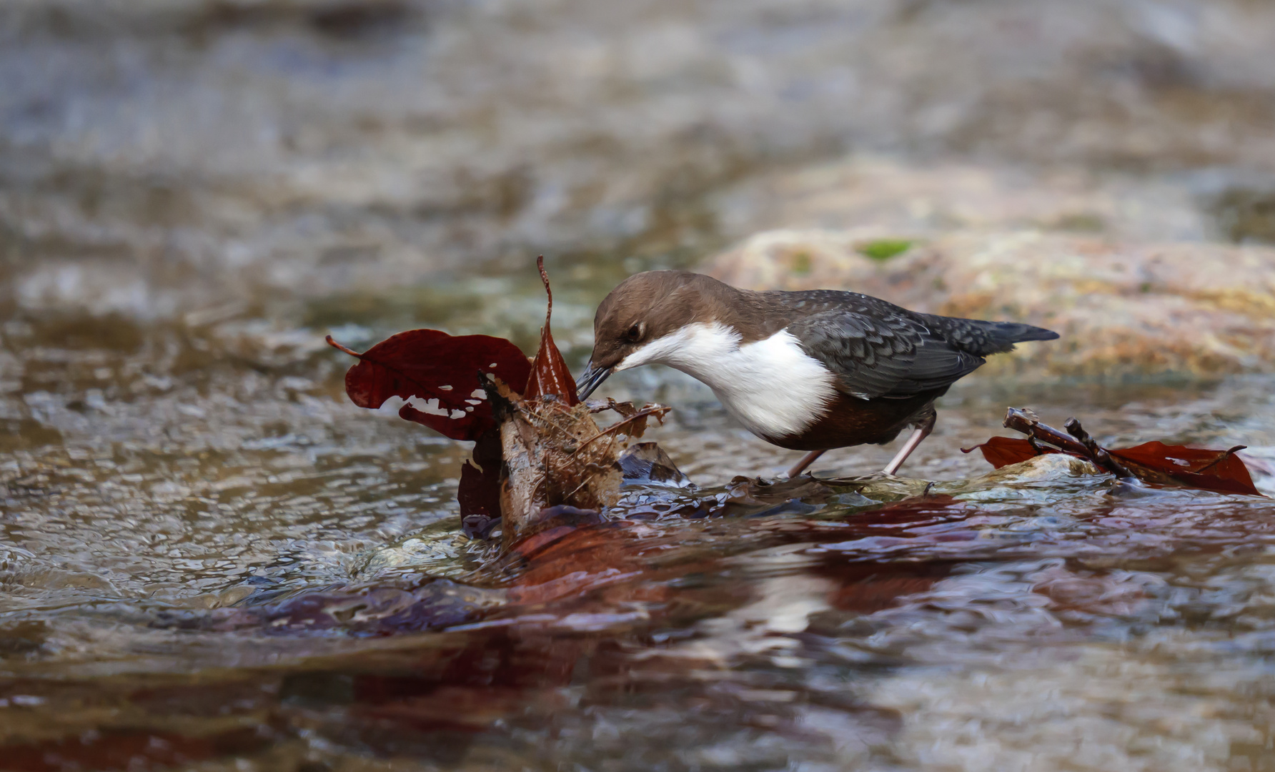 *** Wasseramsel ***