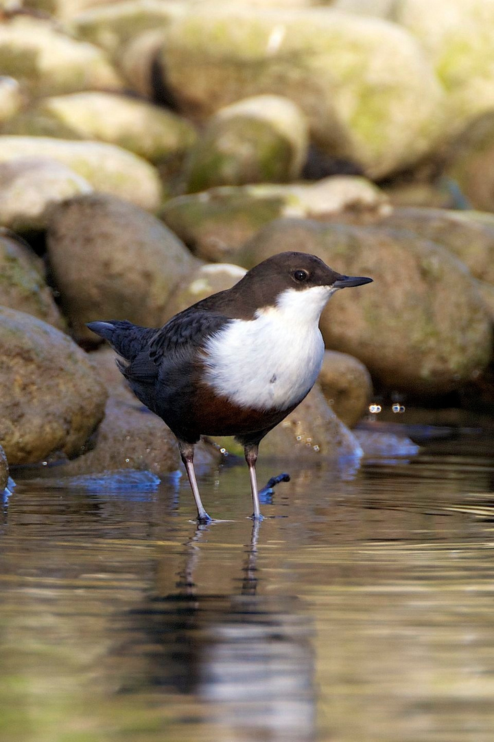 Wasseramsel