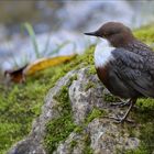 Wasseramsel