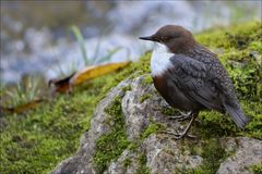 Wasseramsel