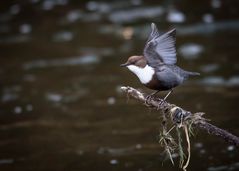 Wasseramsel