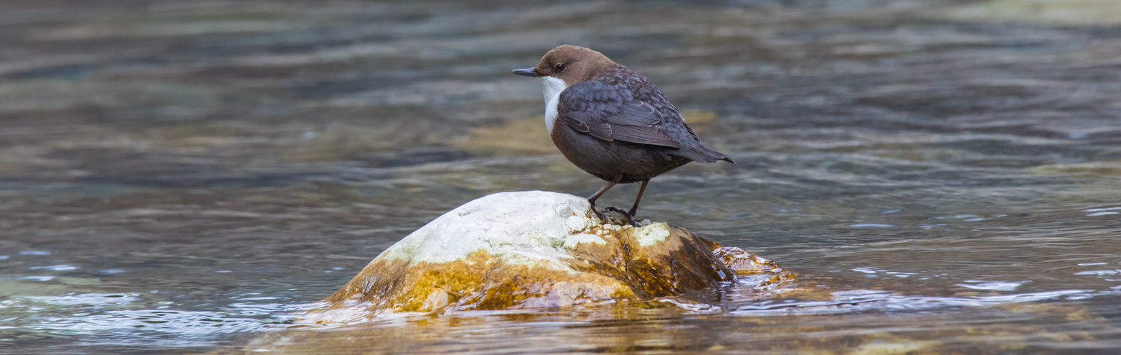 Wasseramsel