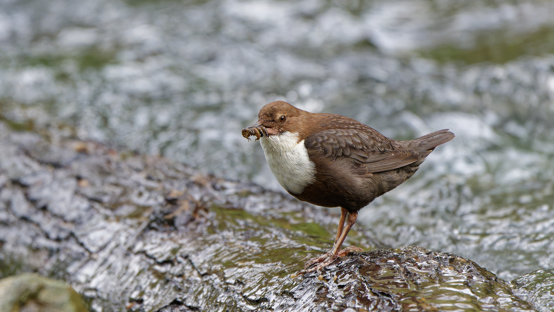 Wasseramsel 