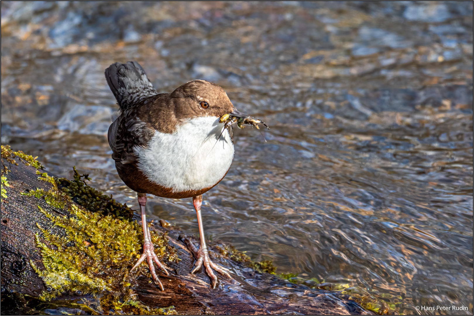 Wasseramsel