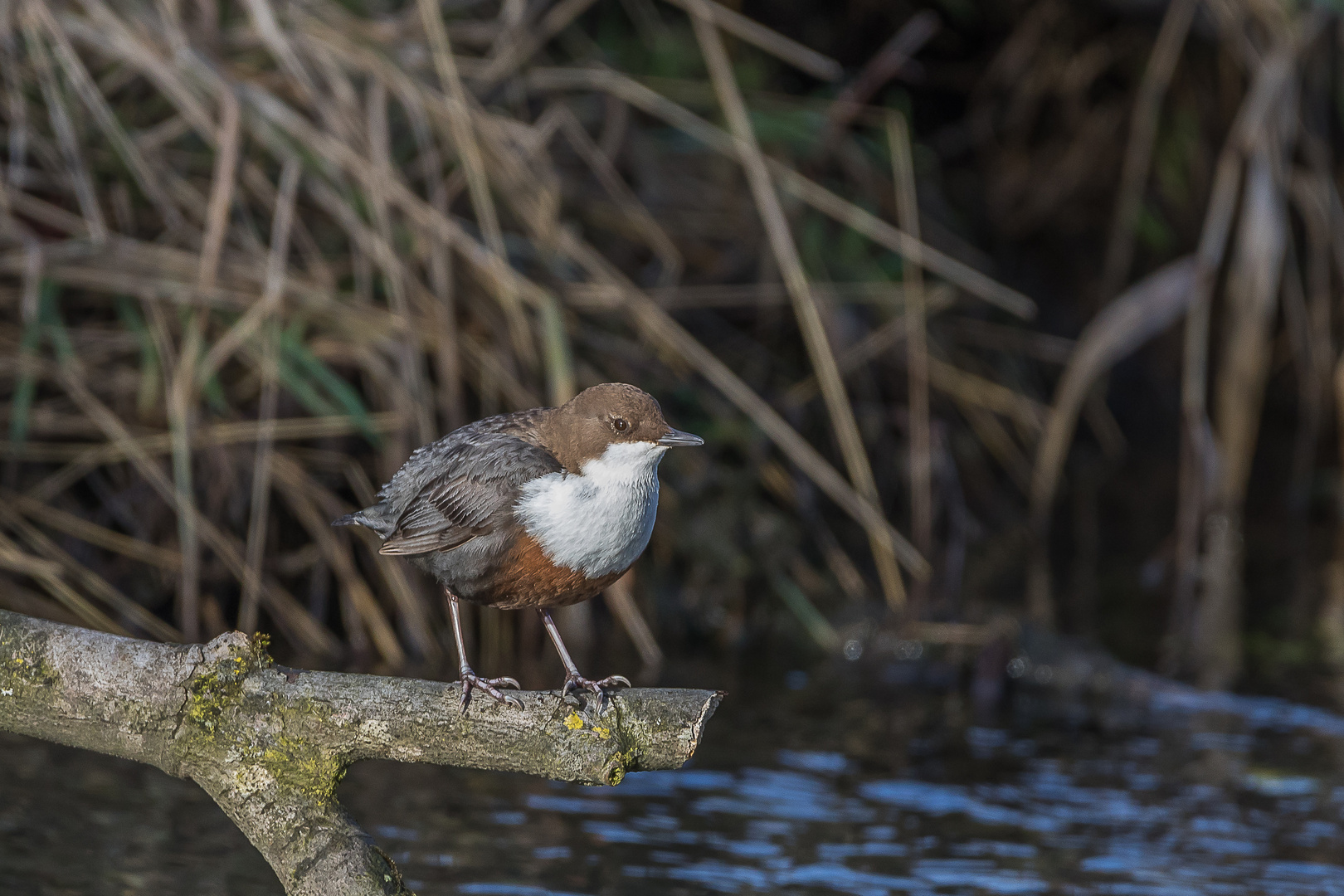 Wasseramsel