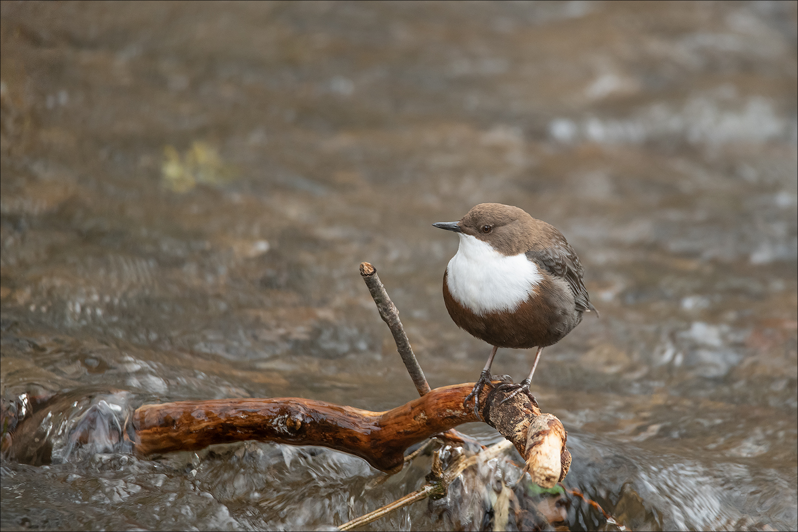 Wasseramsel