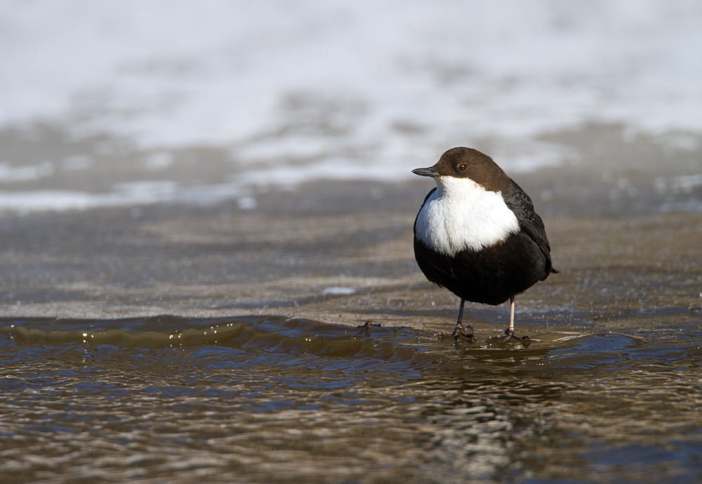 Wasseramsel 1