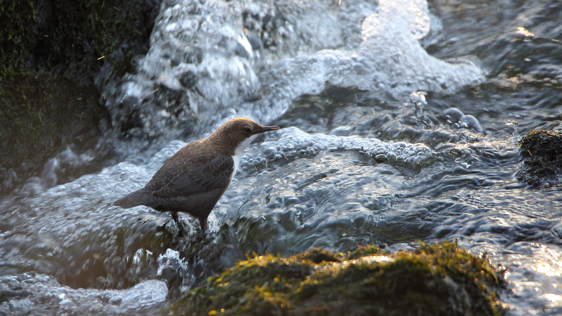 Wasseramsel 1