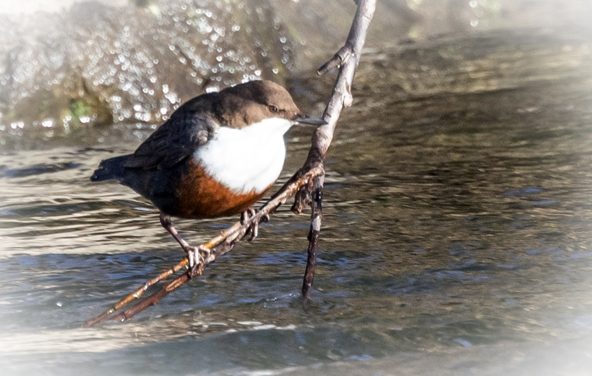 Wasseramsel / 1