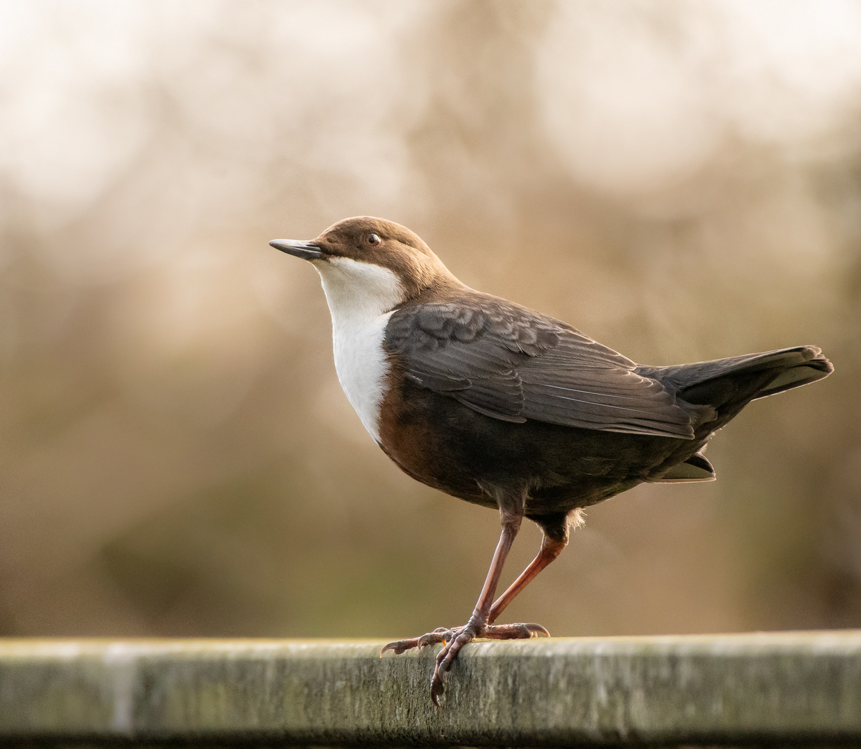 Wasseramsel 1