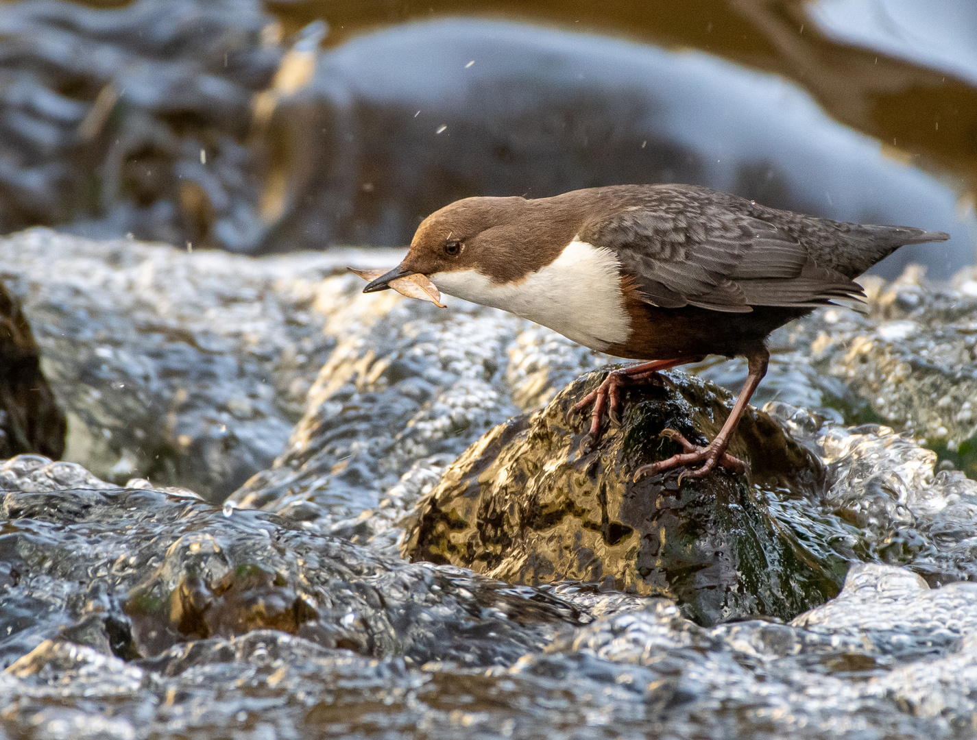 Wasseramsel 1