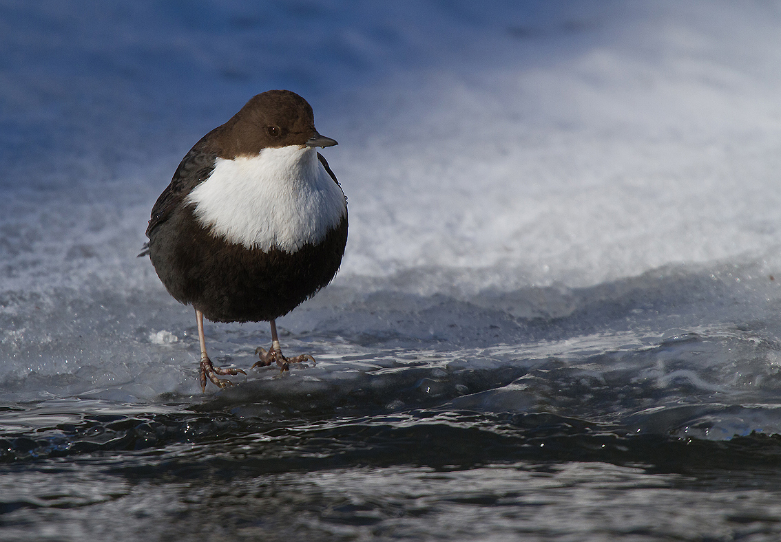 Wasseramsel 1