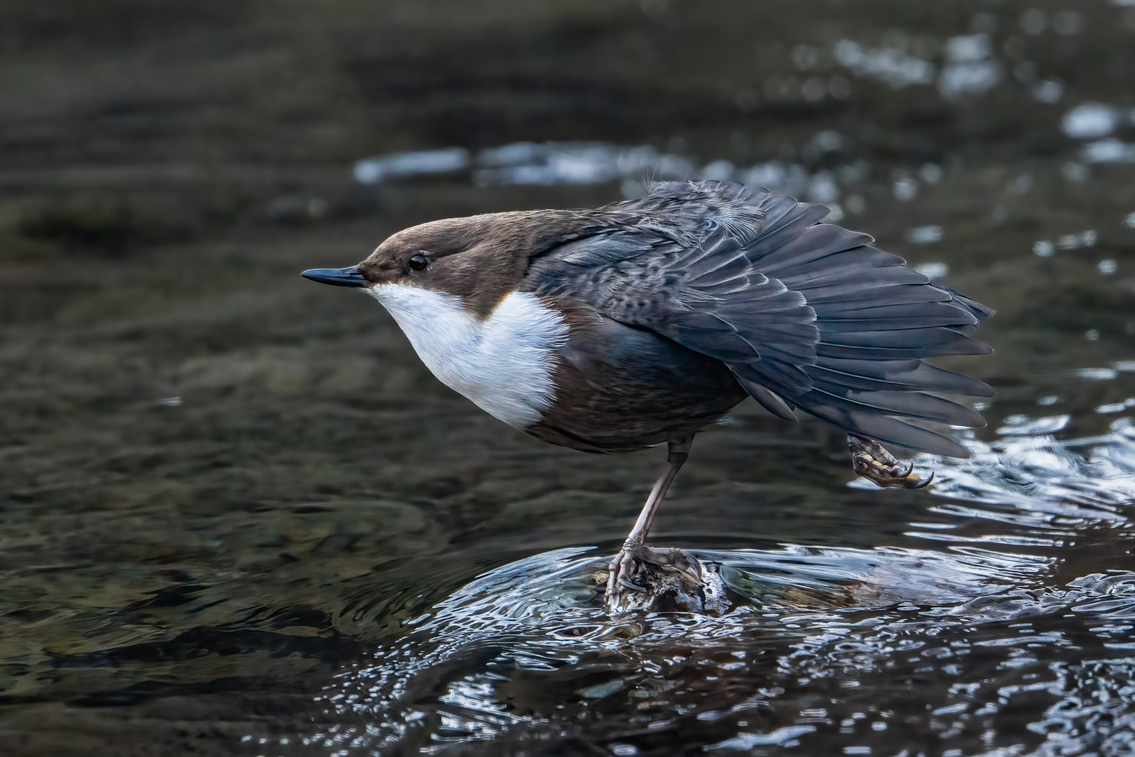 Wasseramsel 1