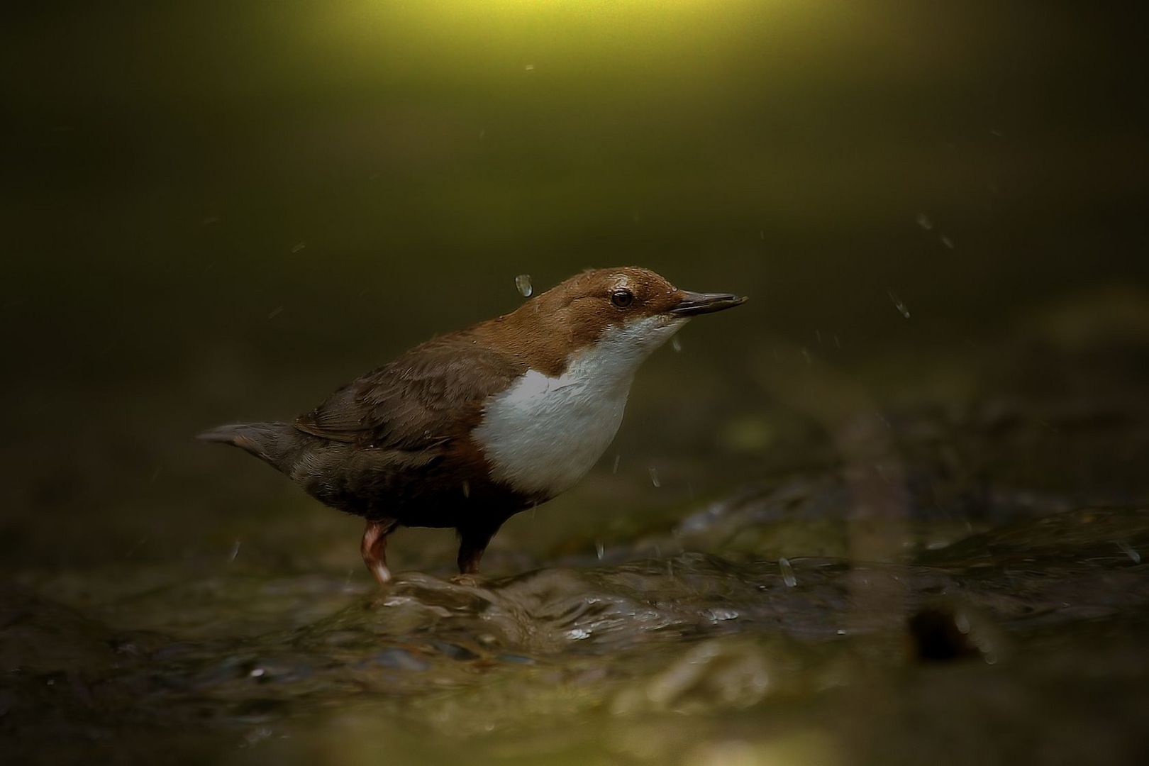 Wasseramsel (1)