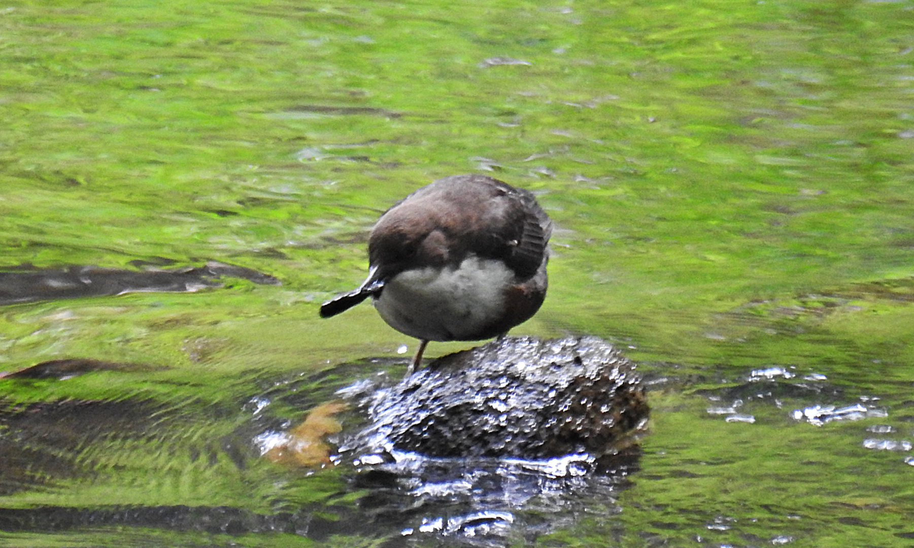 Wasseramsel 1