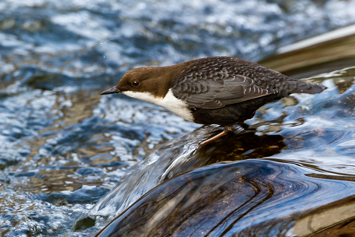 Wasseramsel