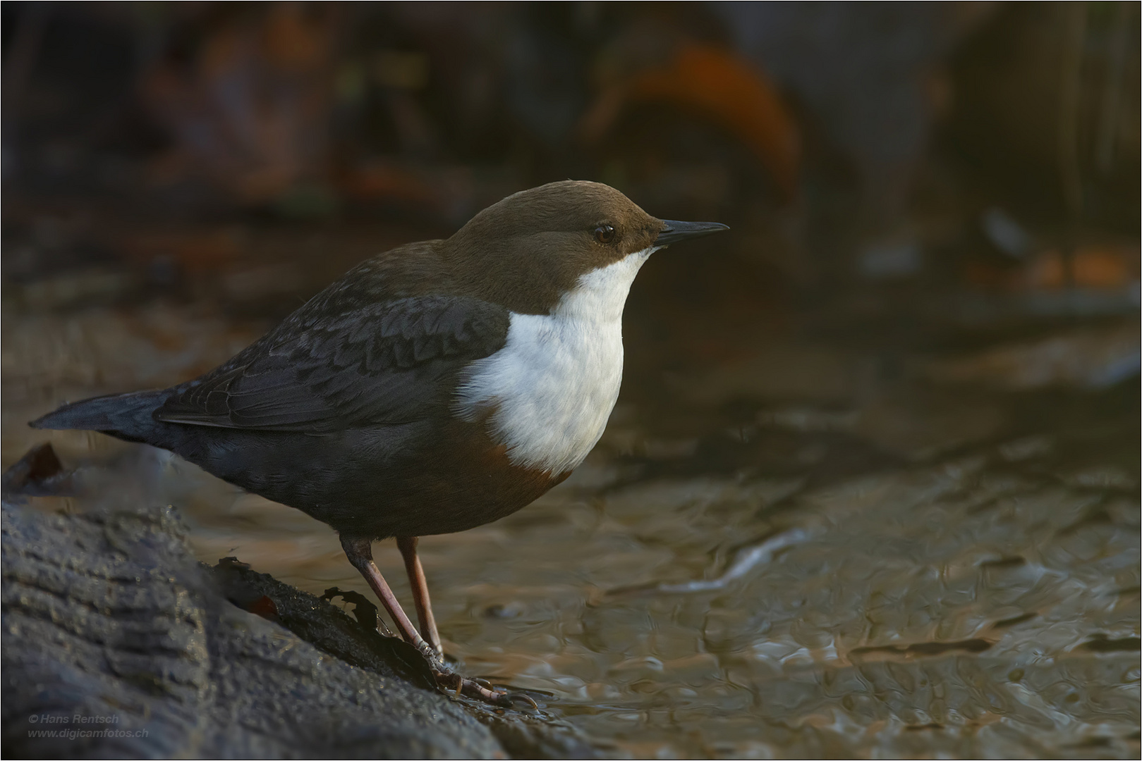 Wasseramsel