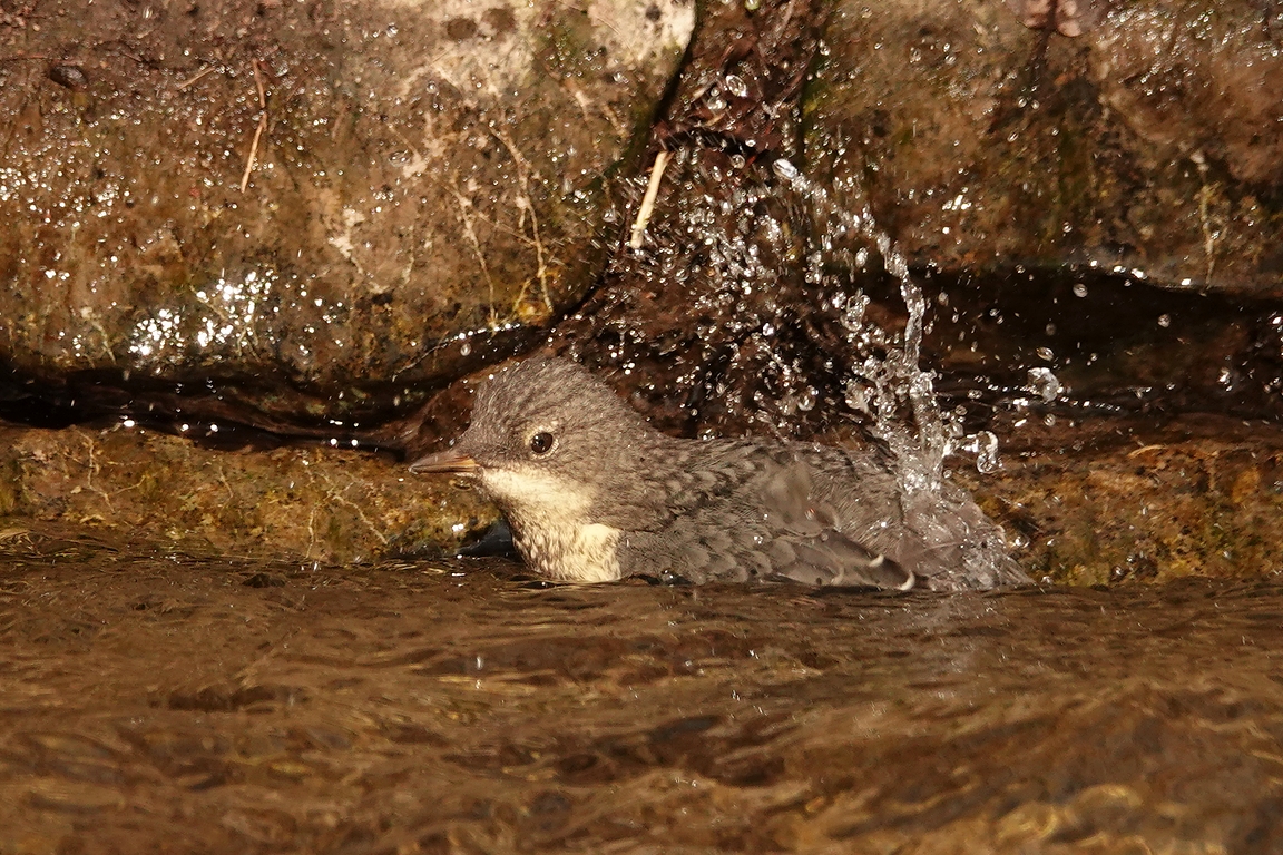 Wasseramsel