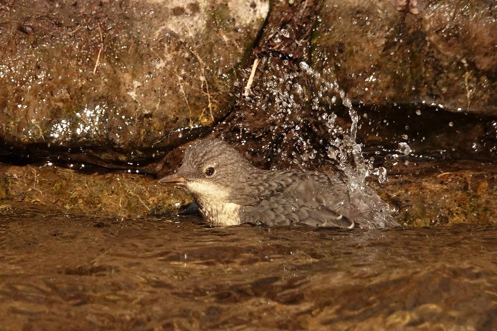 Wasseramsel