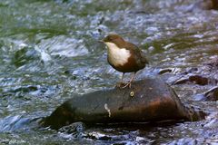 Wasseramsel