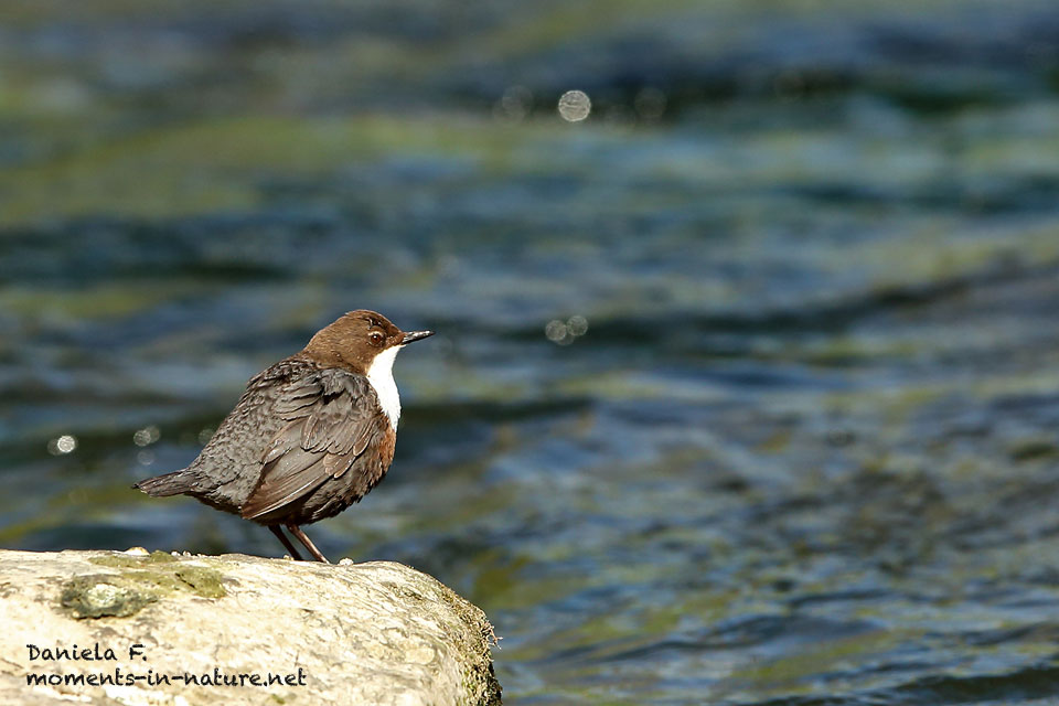 Wasseramsel