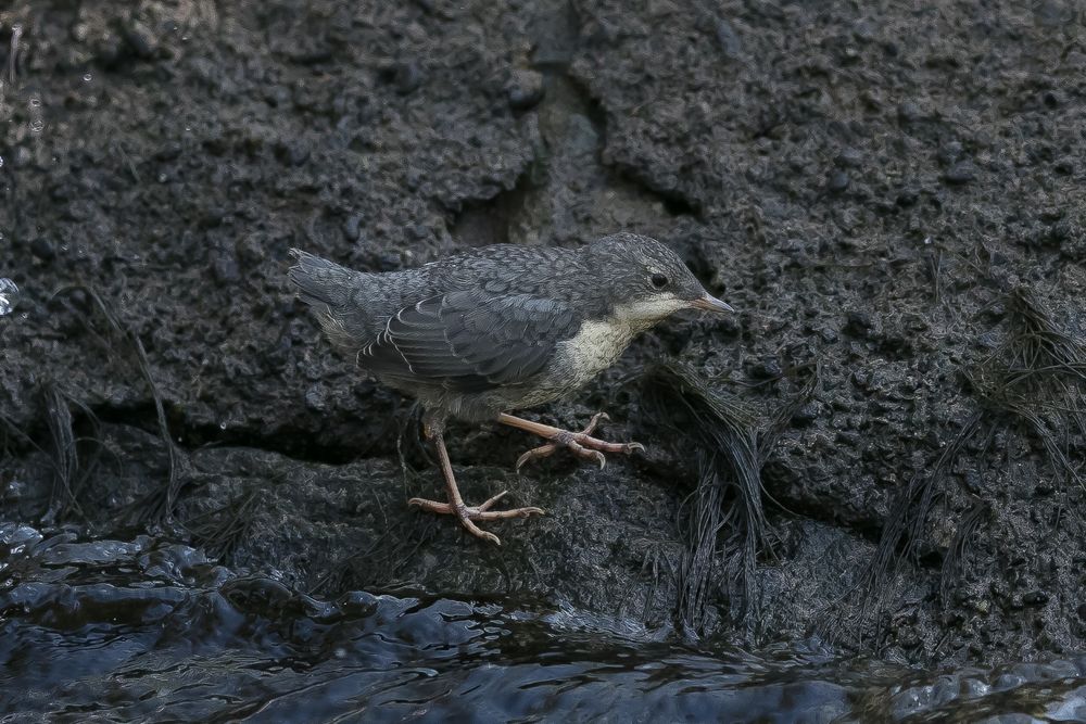 Wasseramsel