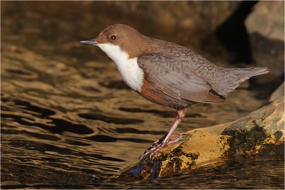 Wasseramsel