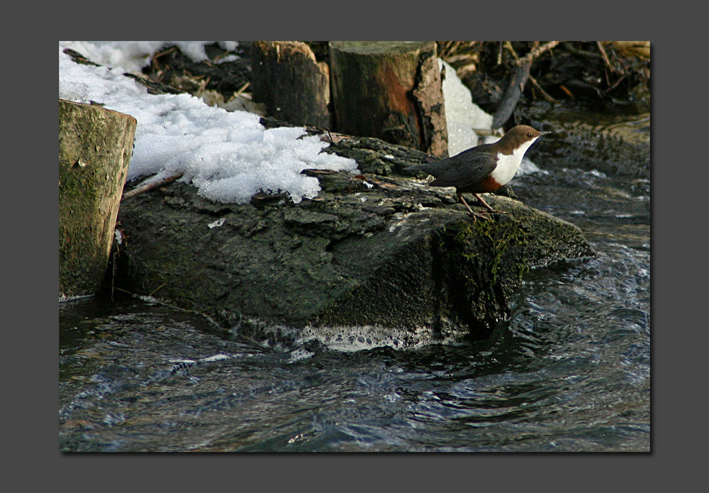 Wasseramsel