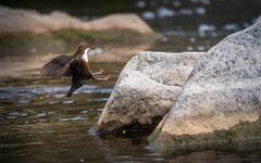 Wasseramsel