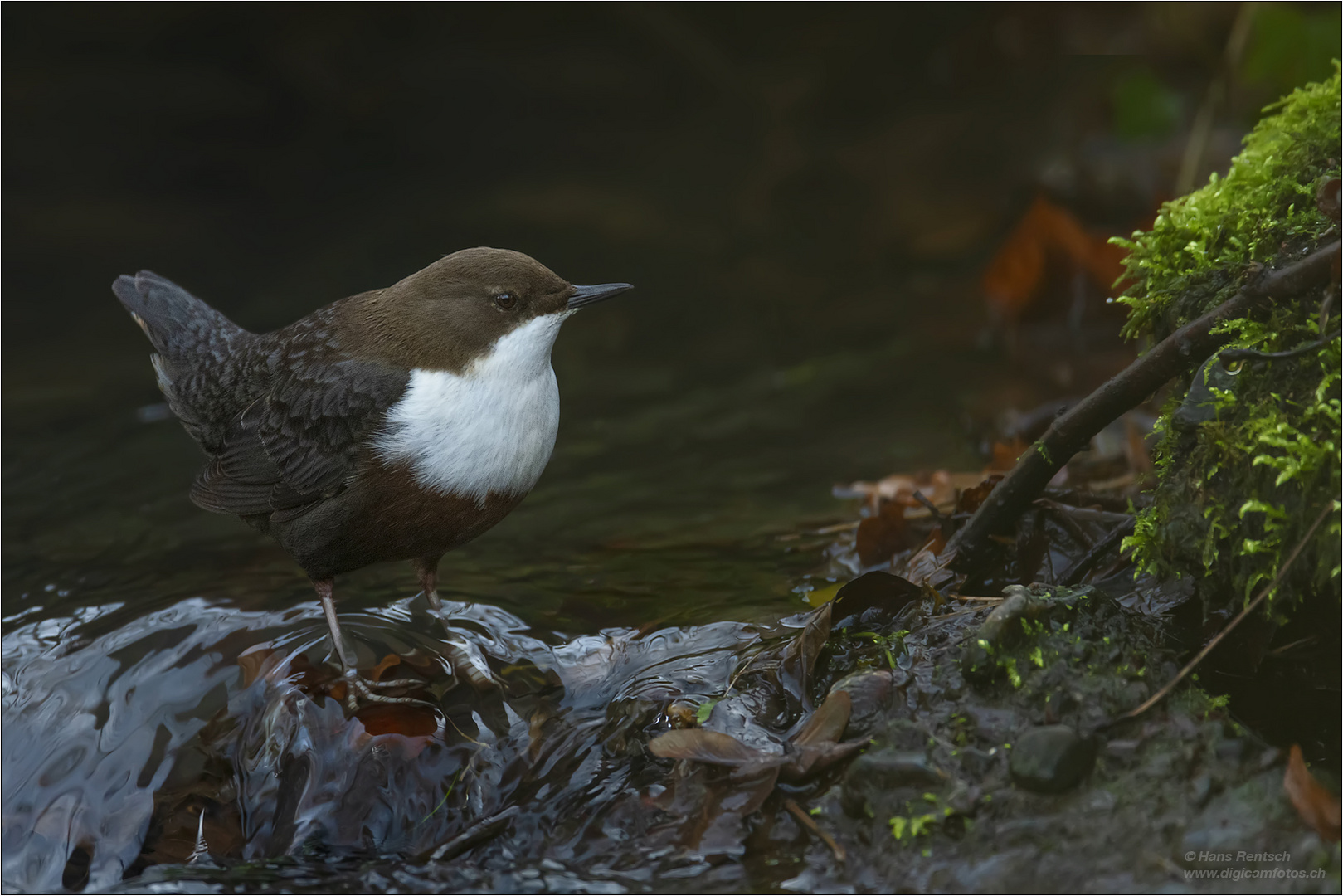 Wasseramsel