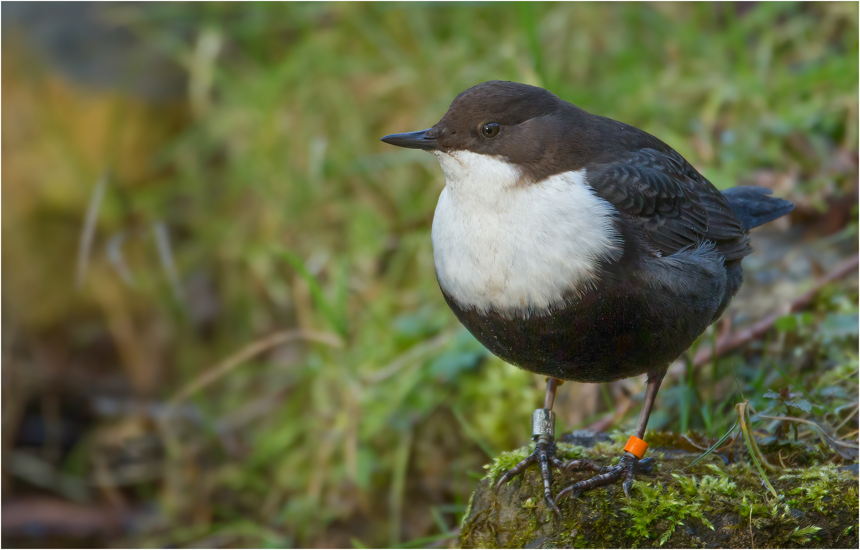 Wasseramsel