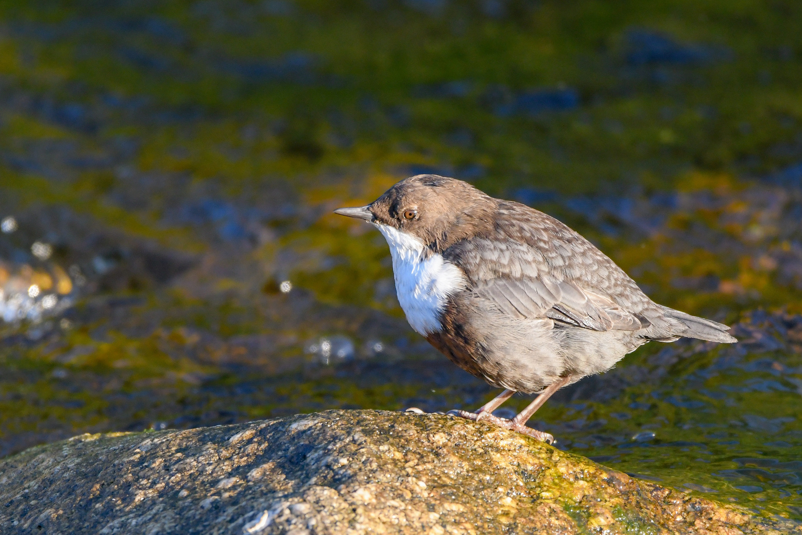 Wasseramsel