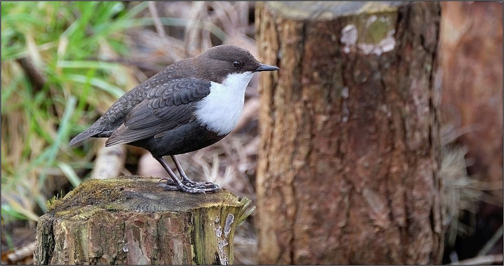 Wasseramsel