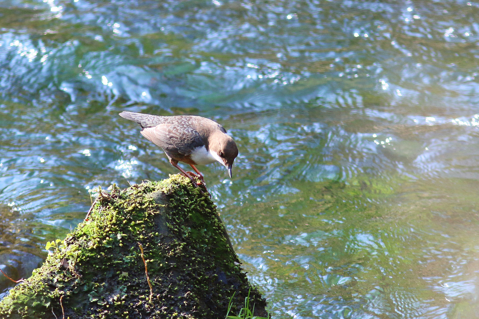 Wasseramsel