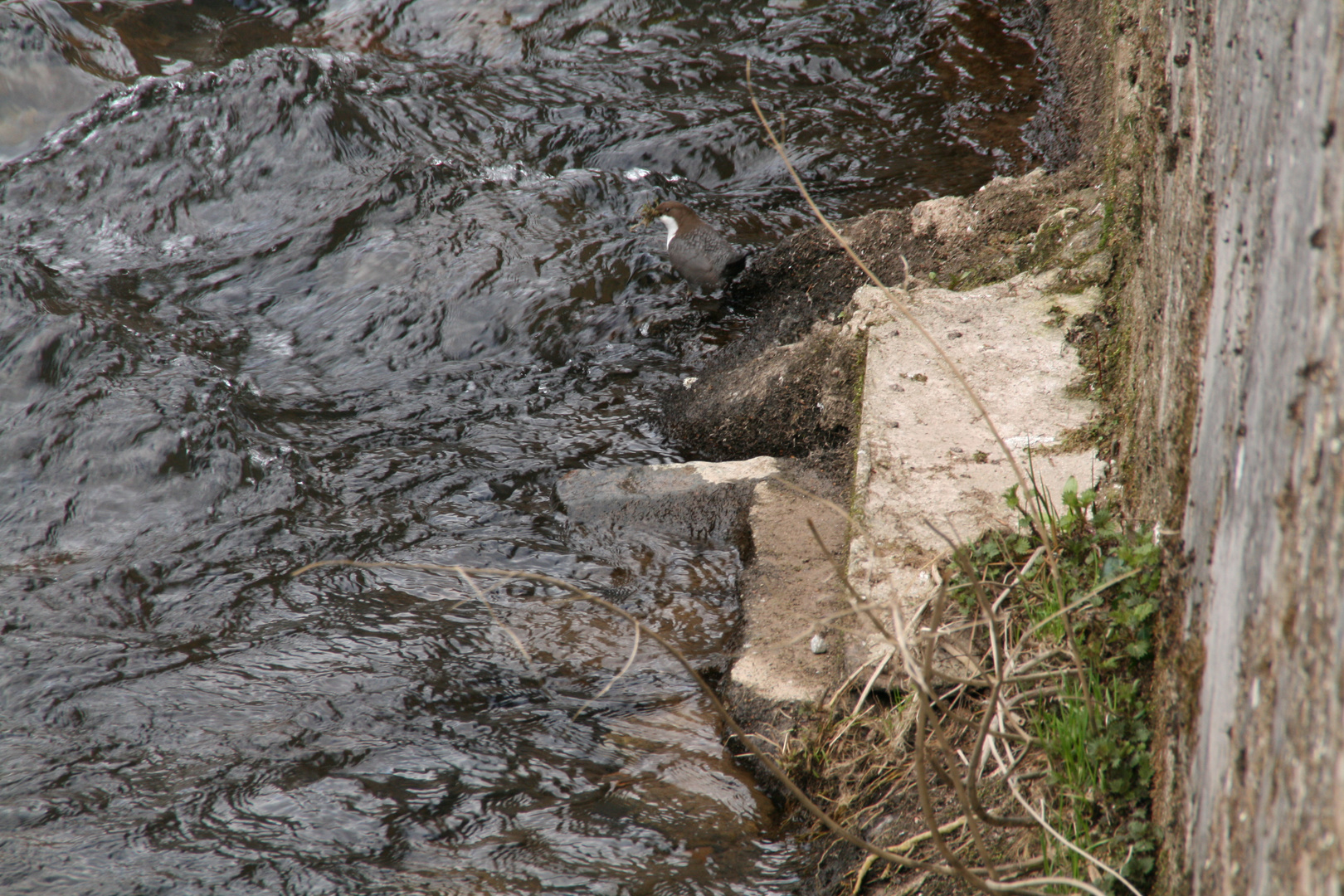 Wasseramsel