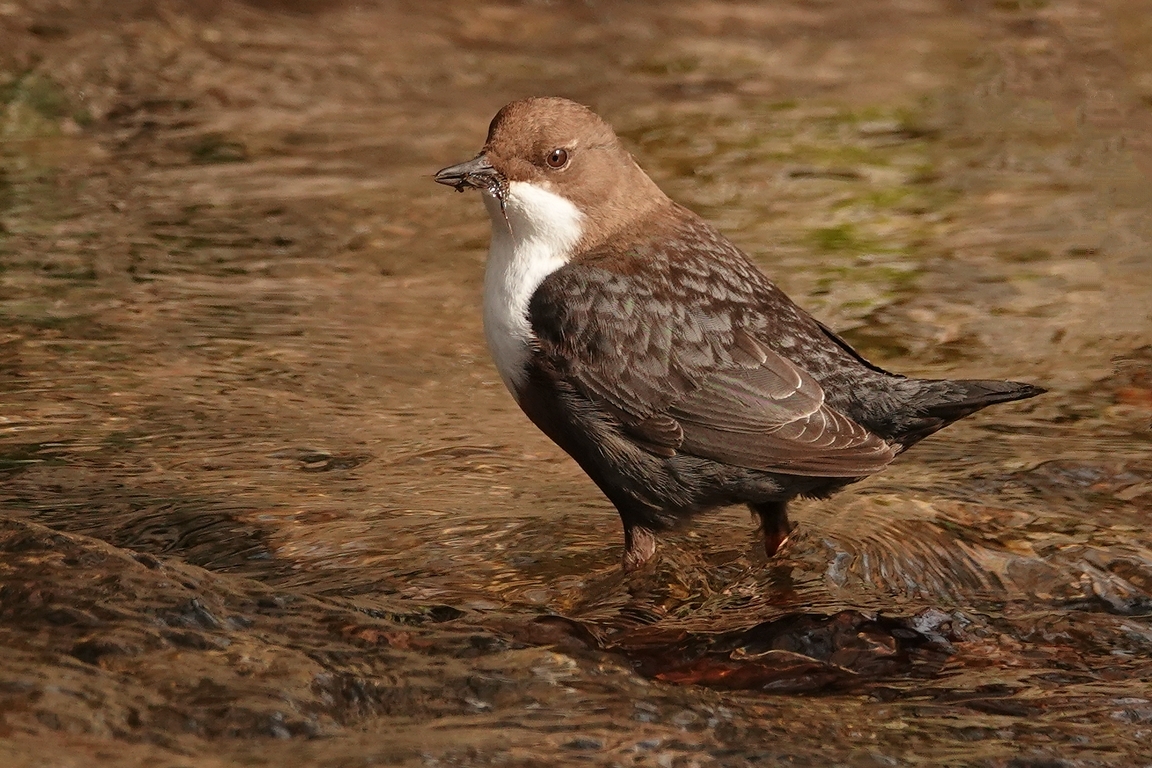 Wasseramsel